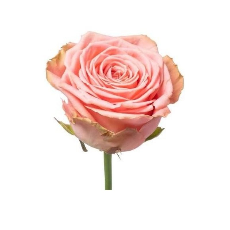 Sophia Loren rose — Standard Roses