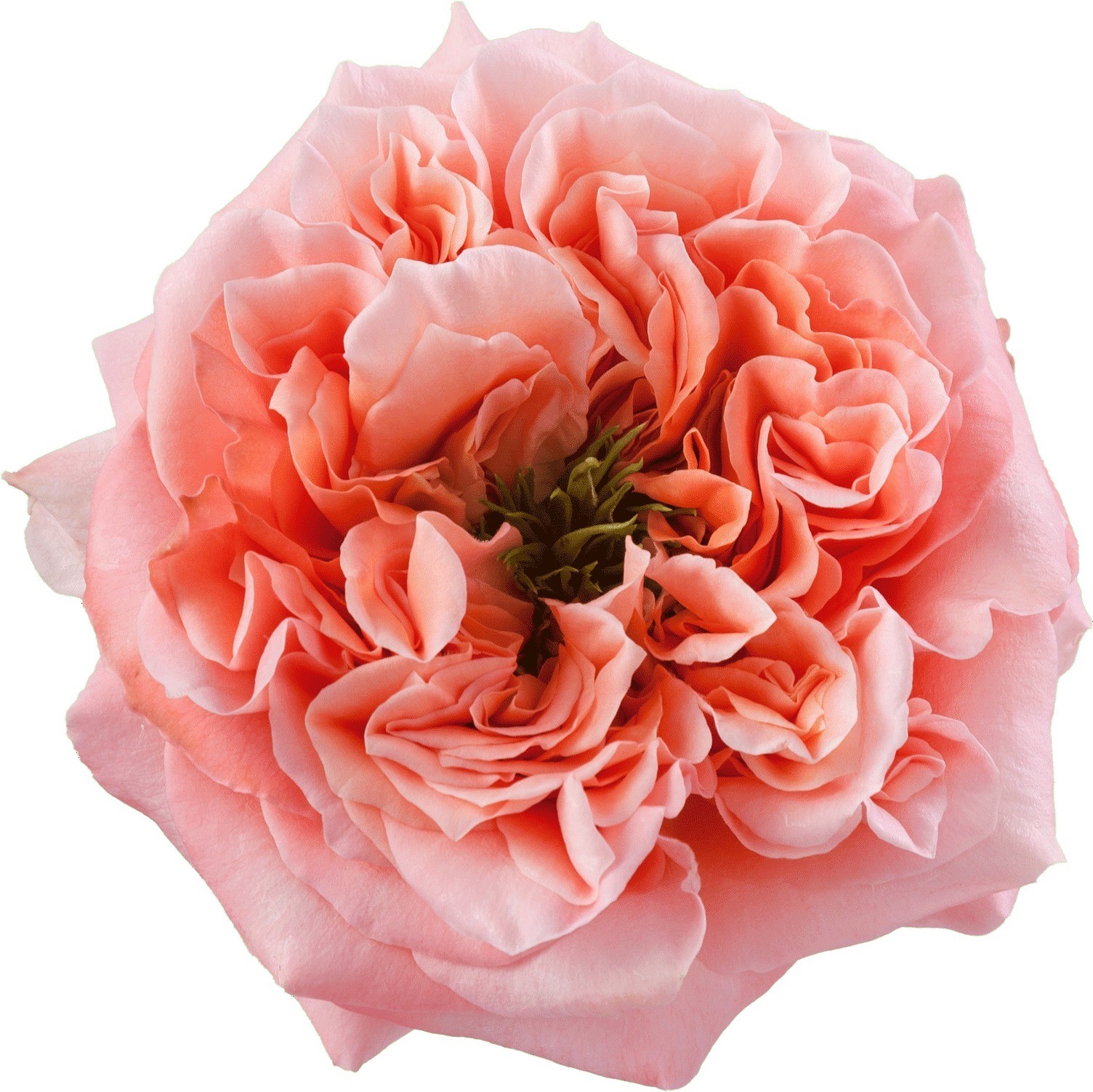A Miss Rose garden rose in full bloom
