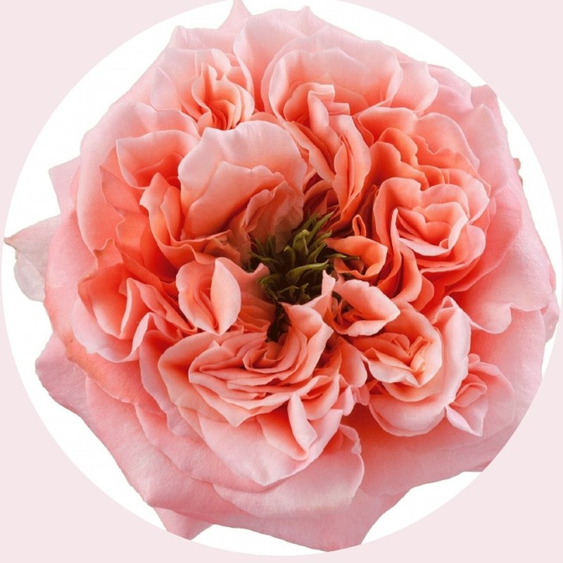 Mandarin X-pression rose — Special Collection