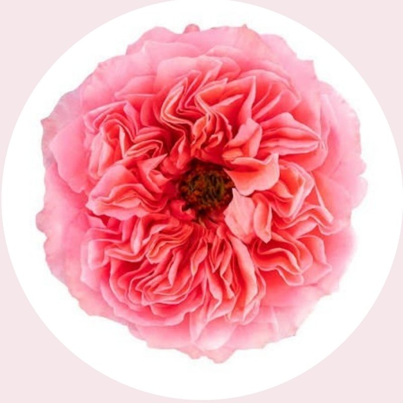 Pink X-pression rose — Special Collection