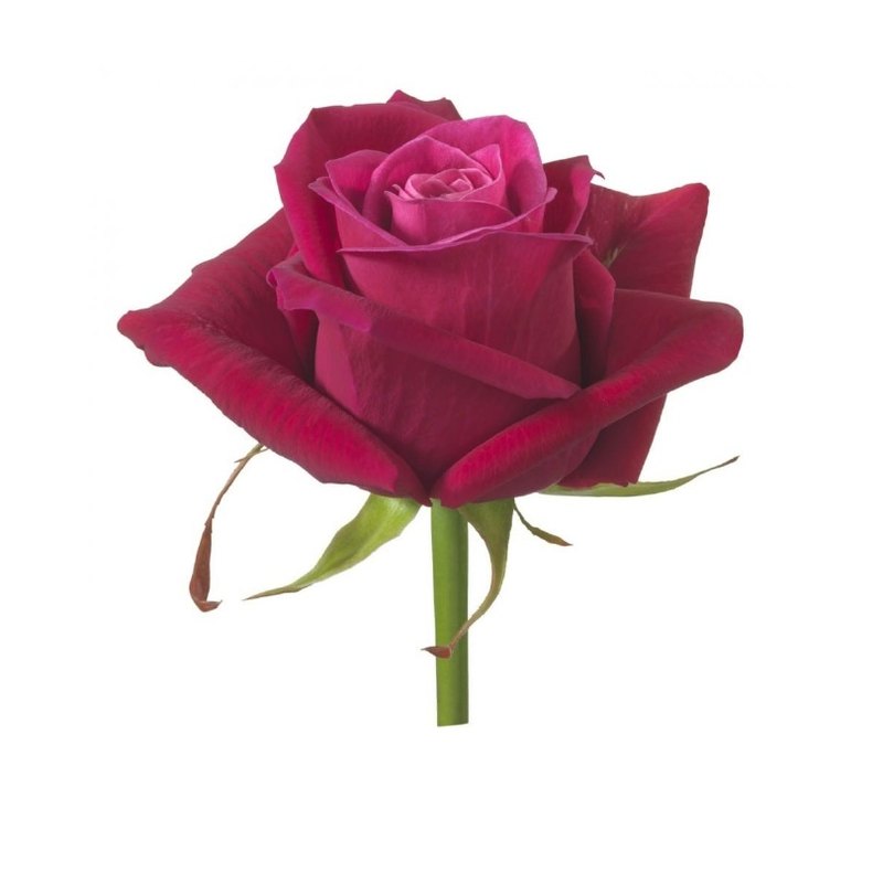 Little Prince rose — Standard Roses